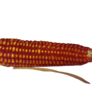 gedroogde Mais* dre Karung*